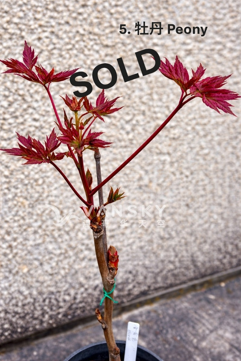 260608000112_IMG_4536  ChineseSOLD .JPG
